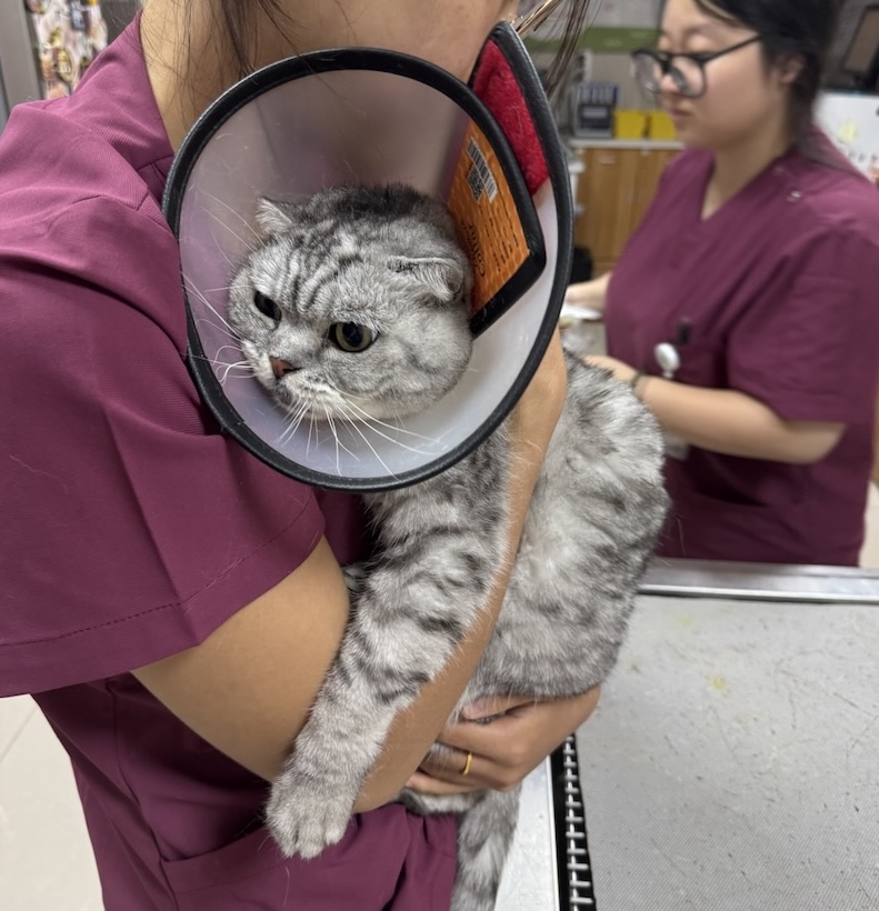 包包在检查